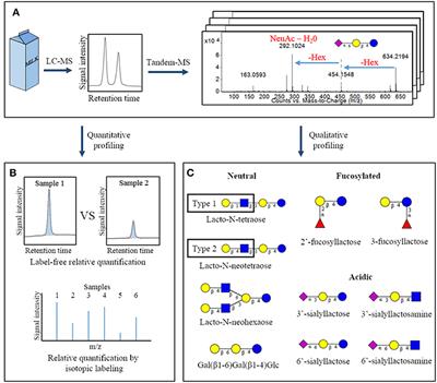 Structures and Metabolic Properties of Bovine Milk Oligosaccharides and Their Potential in the Development of Novel Therapeutics